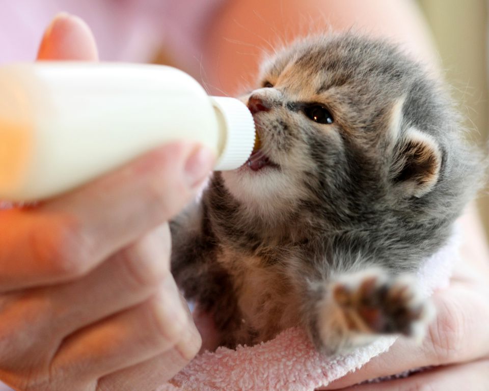 Bottle feeding kitten