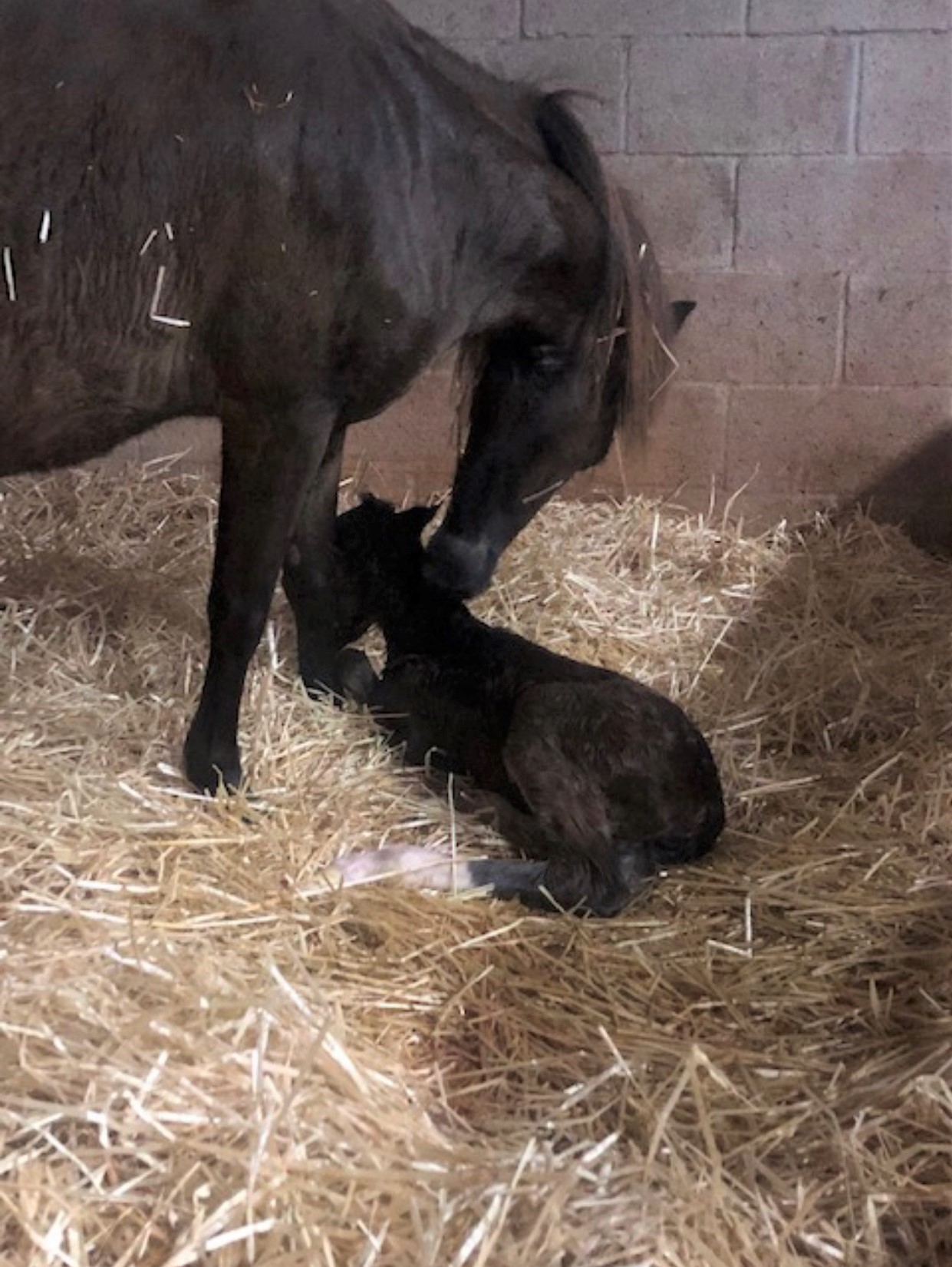 Willow and foal.