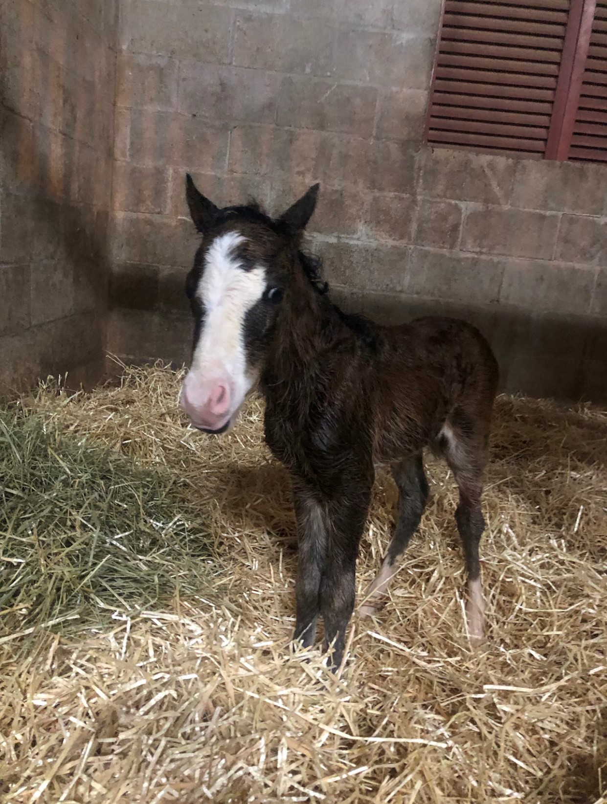 New foal at Tradewinds Park and Stables. 