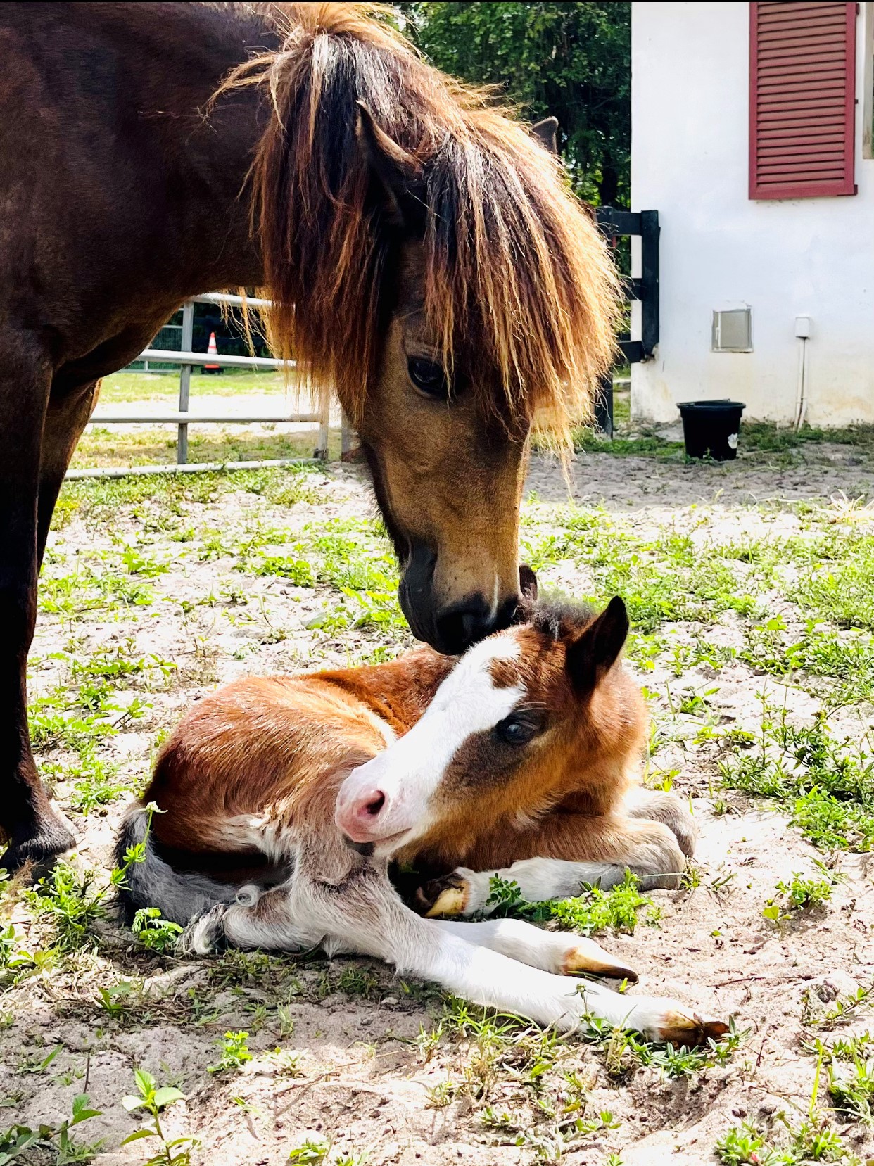 Willow and foal at Tradewinds Park and Stables. 